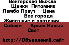 Венгерская Выжла. Щенки. Питомник Лембо Праут. › Цена ­ 35 000 - Все города Животные и растения » Собаки   . Крым,Новый Свет